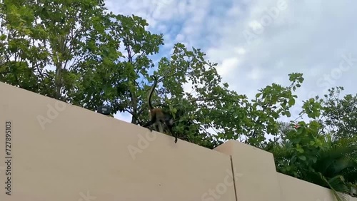 Spider monkey climbs around the hotel Playa del Carmen Mexico. photo