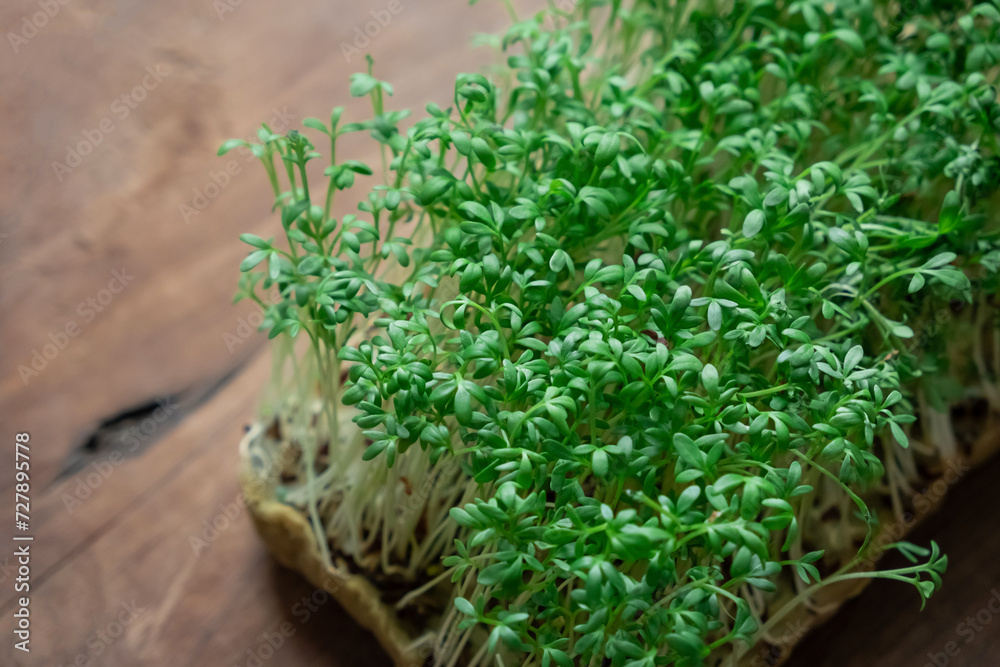 Micro green sprounts cress salad on the wooden background. Close up Micro green sprounts cress salad on the wooden background. Close up