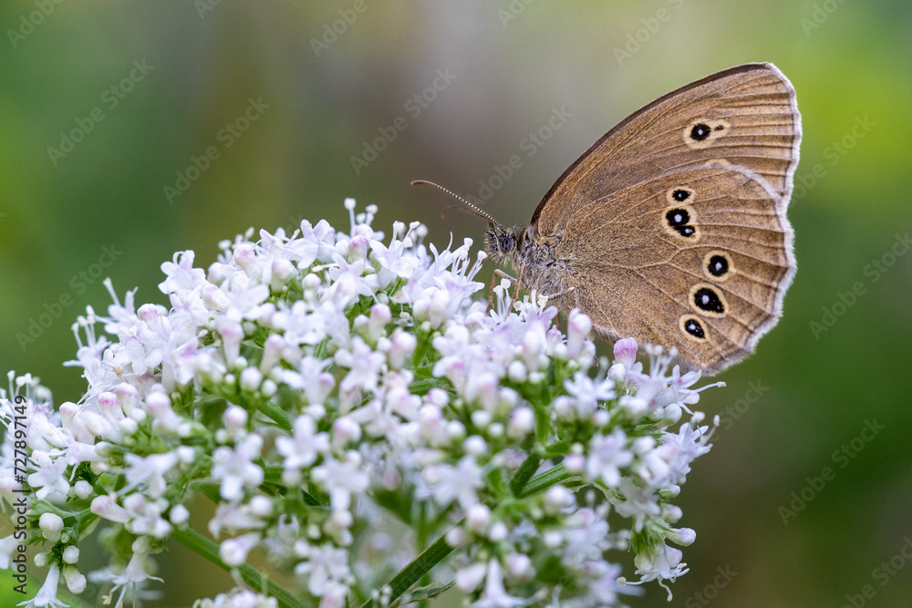 Fototapeta premium Falter