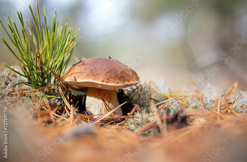 Cuadro en lienzo Medium-sized boletus. White moss of the forest. Boletus edulis