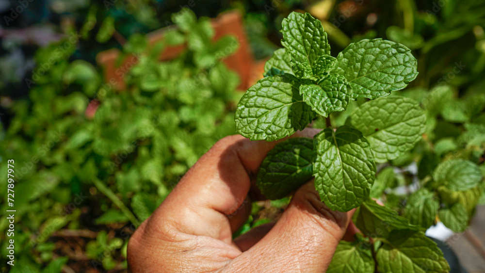Hand holding a stalk of mint leaf. Green Mint Plant Grow Background with clipping path. Hand holding a stalk of mint leaf. Green Mint Plant Grow Background with clipping path.