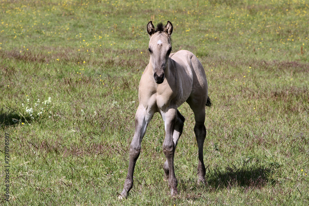 Beautiful Quarter Horse foal on a sunny day in a meadow in Skaraborg Sweden