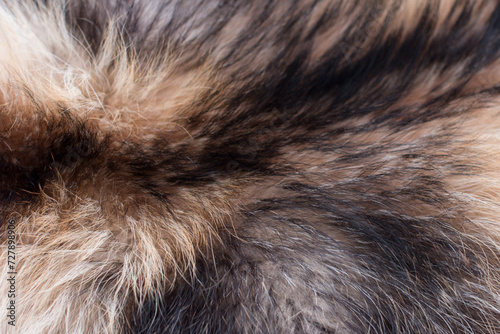 the texture of dyed fox fur. Natural animal skin