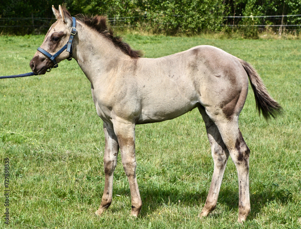Beautiful Quarter Horse foal on a sunny day in a meadow in Skaraborg Sweden Beautiful Quarter Horse foal on a sunny day in a meadow in Skaraborg Sweden