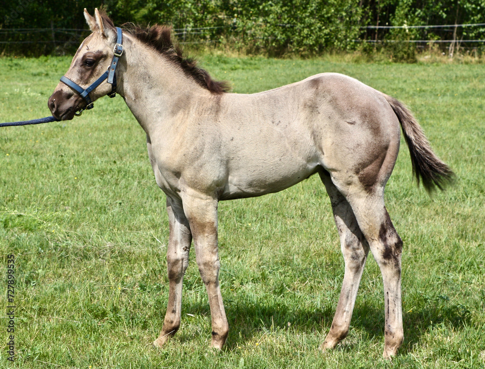 Beautiful Quarter Horse foal on a sunny day in a meadow in Skaraborg Sweden