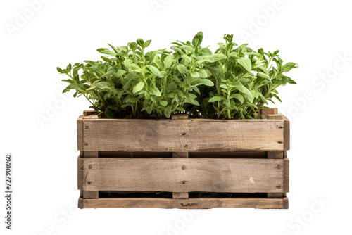 Wooden Crate Planter Delight on Transparent Background, PNG, Generative Ai