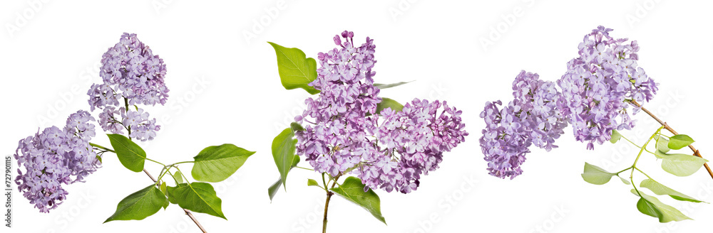 Fototapeta premium fine three violet lilac blossoming branches with green leaves