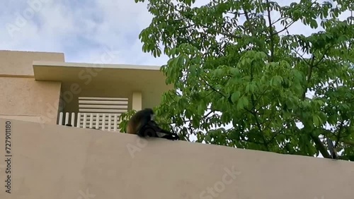 Spider monkey climbs around the hotel Playa del Carmen Mexico. photo