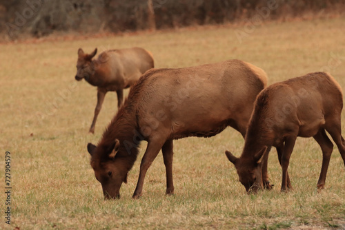 Elk Grazing in a Field