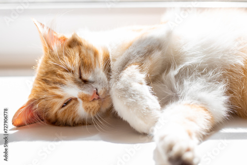 A fluffy cat with a white chest sleeps on the window, basking in the spring sun