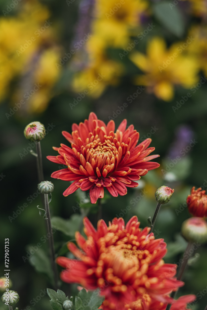 red orange chrysanthemum in the garden on a flower bed red orange chrysanthemum in the garden on a flower bed