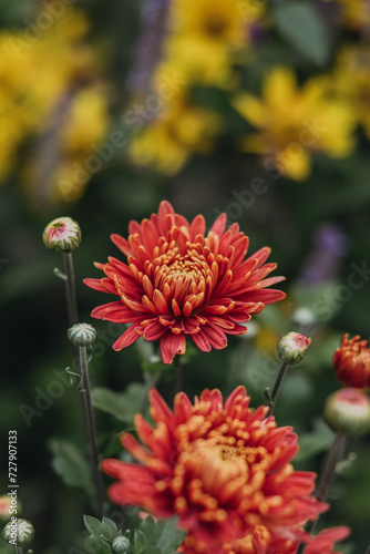 red orange chrysanthemum in the garden on a flower bed