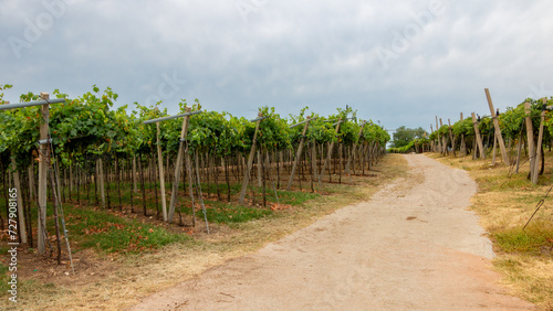 an old road runs through the Soave vineyards