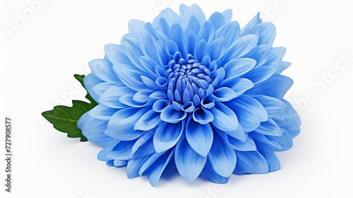 Blue chrysanthemum. Flower on a white isolated © Marukhsoomro