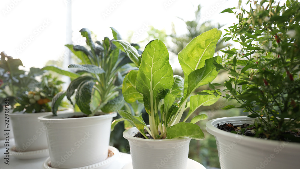 Growing Vegetables in white pots on the balcony Growing Vegetables in white pots on the balcony