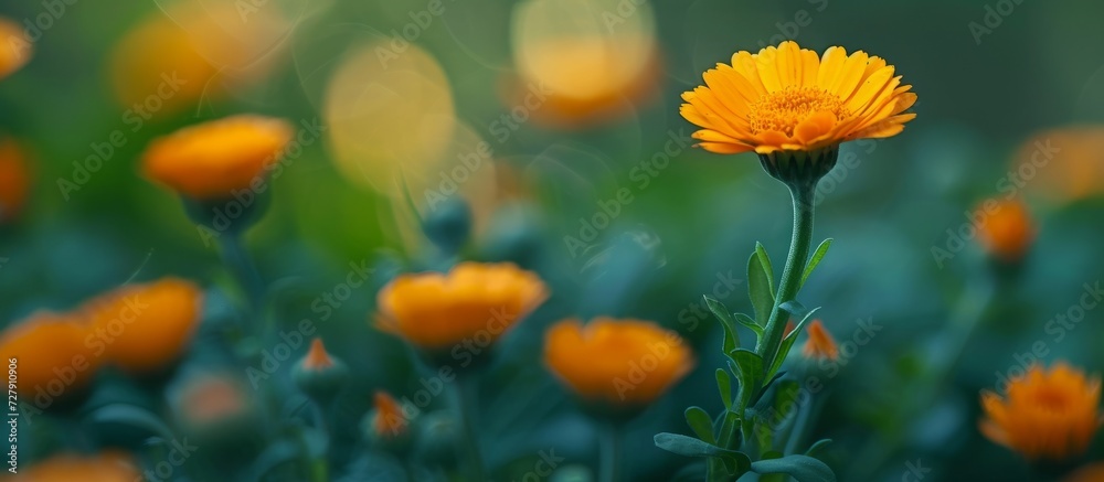 Obraz premium Beautiful Calendula officinalis on a stunning background of Beautiful Calendula officinalis.
