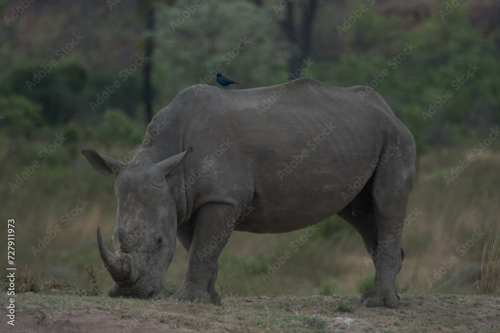 Fototapeta premium White Rhino