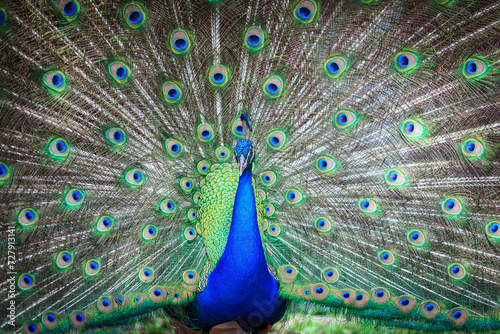 Peacock with feathers spreaded at Flamingo Gardens, Davie, Florida, USA photo