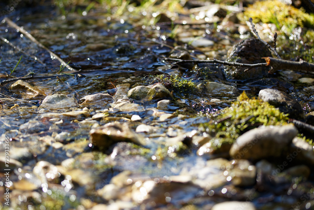 Fresh Water Flowing in a Pristine Green Mossy Forest Wilderness in Spring Fresh Water Flowing in a Pristine Green Mossy Forest Wilderness in Spring