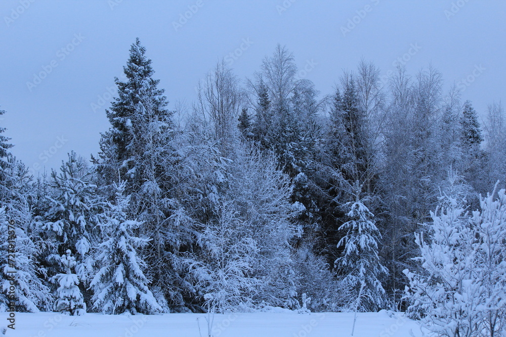 snow covered trees snow covered trees