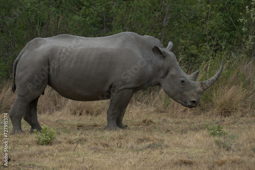 rhino in the wild