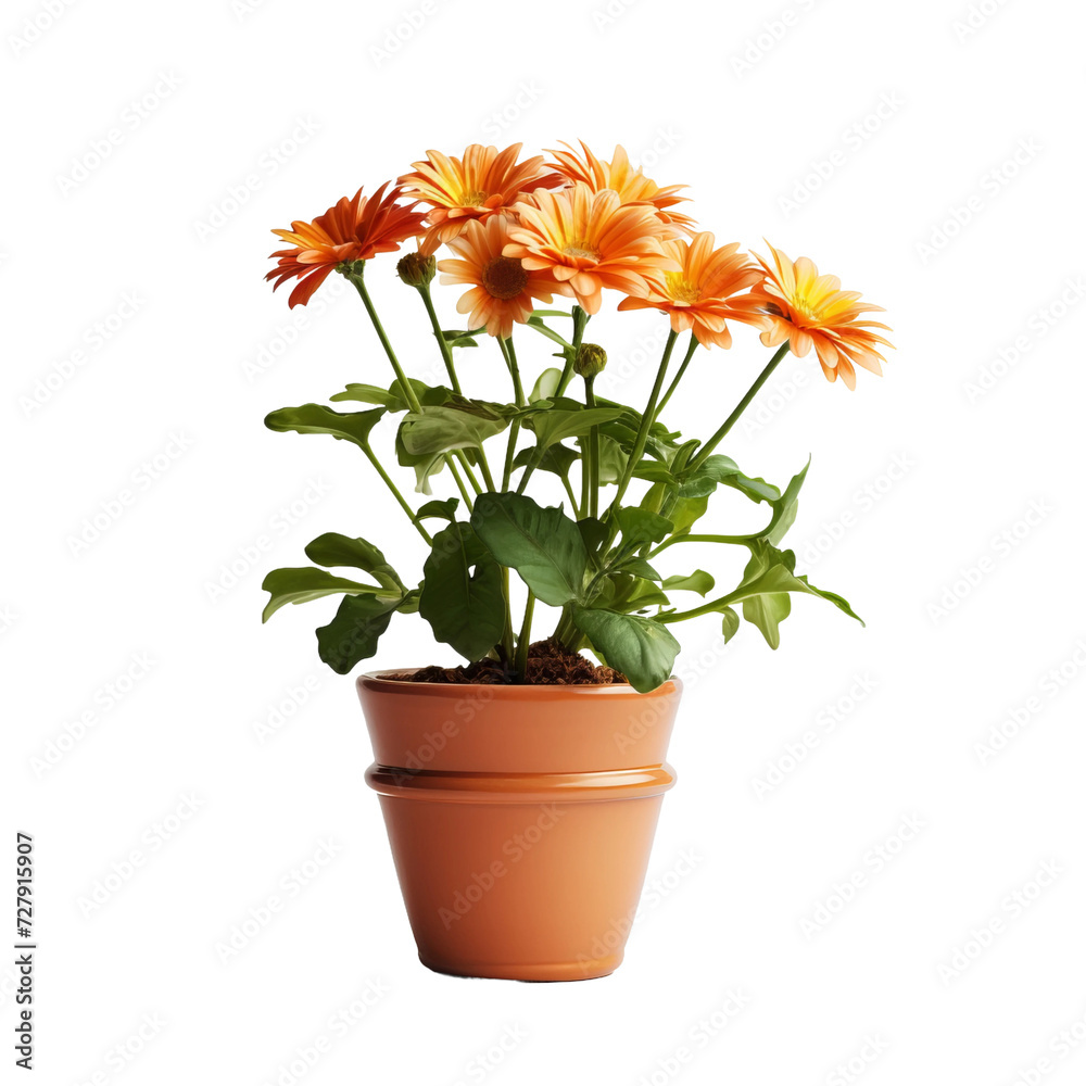 potted plant
