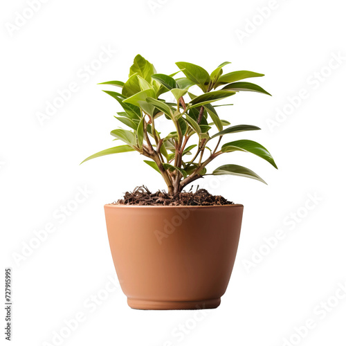 potted plant
