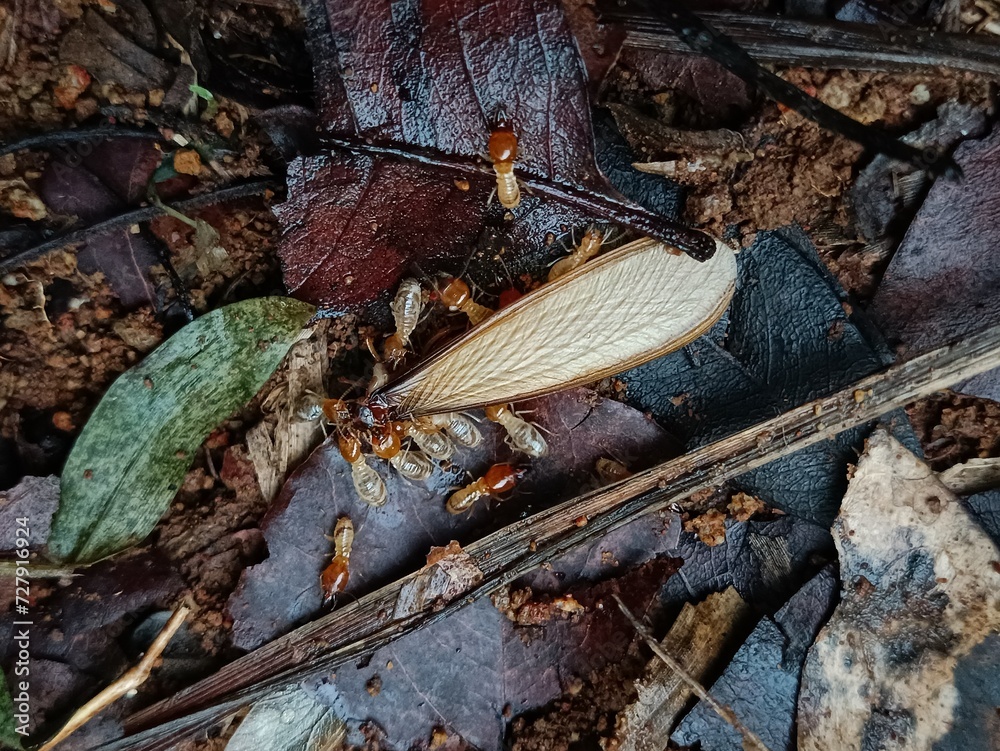 fly termite ants on the ground fly termite ants on the ground