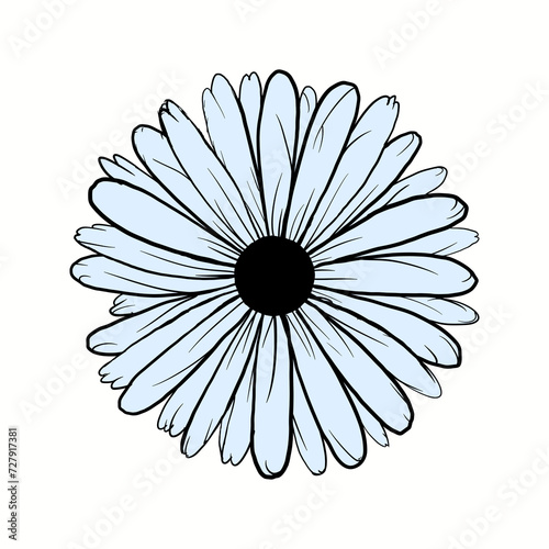 Light blue daisy flower isolated on white background photo