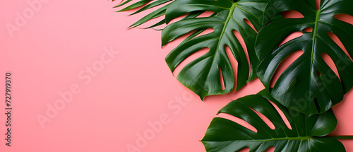 Tropical leaf palm monstera plant isolated. Top view with copy space. Flat lay