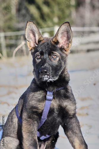 A gray German Shepherd puppy in a garden in Bredebolet in Skaraborg in Vaestra Goetaland in Sweden photo