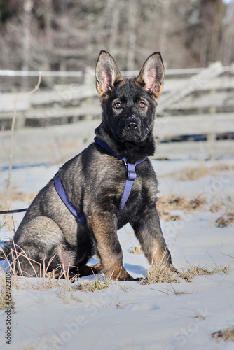 A gray German Shepherd puppy in a garden in Bredebolet in Skaraborg in Vaestra Goetaland in Sweden photo