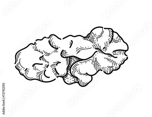 Walnut without nutshell hand drawn sketch for drawing book vector illustration isolated on white background