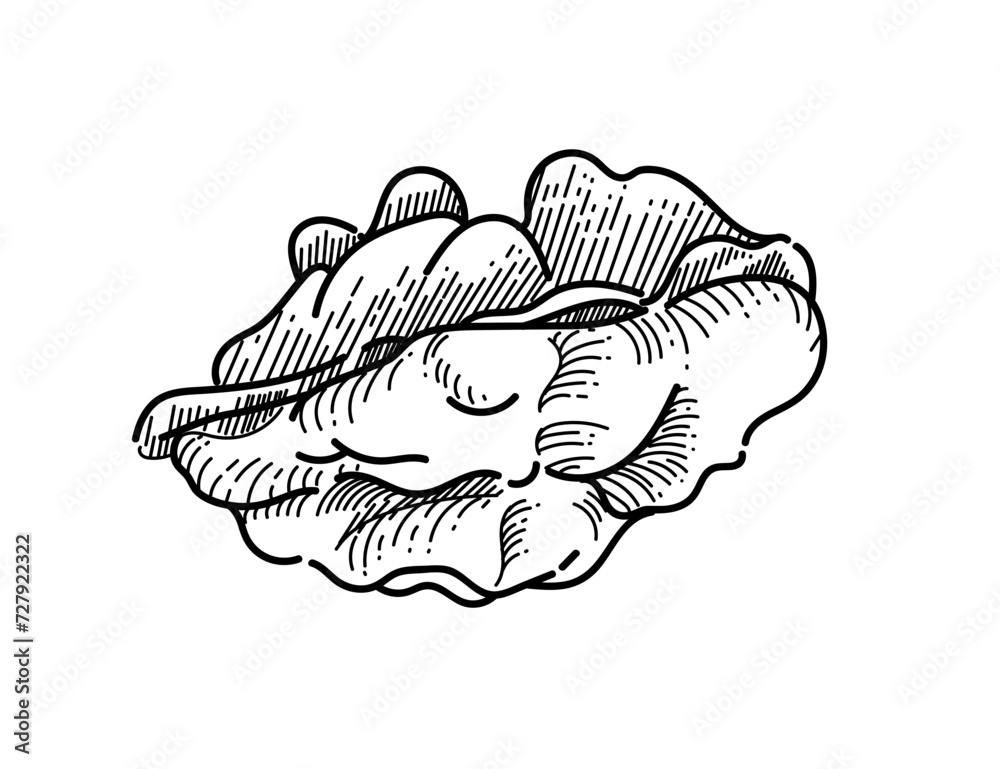 Walnut without nutshell hand drawn sketch for drawing book vector illustration isolated on white background Walnut without nutshell hand drawn sketch for drawing book vector illustration isolated on white background