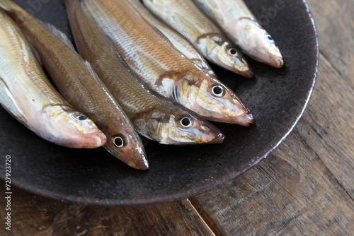 釣りたてのシロギス