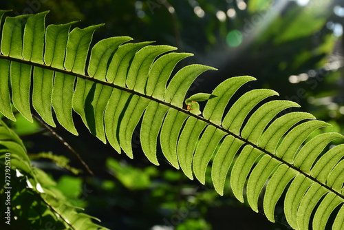 sword fern leaf close up against  sunlight,vascular system