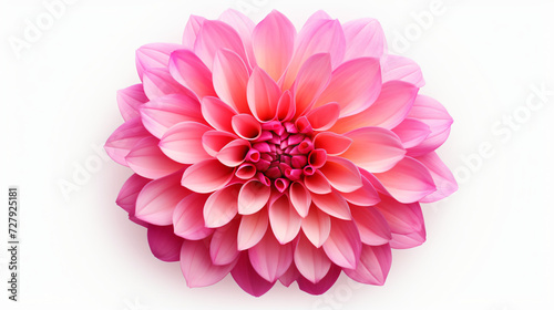  Flower head of dahlia isolated on a white background