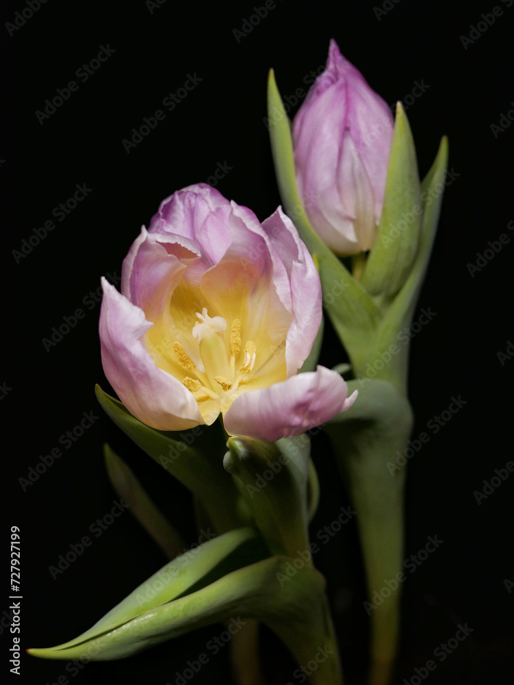 Fototapeta premium Pink tulips on a black background