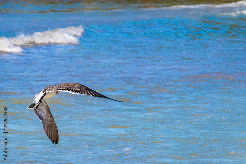 Naklejka premium Flying seagull bird is flying in the Caribbean sea Mexico.