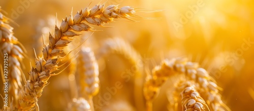 Dramatic Spike in Wheat Grains Ears Draws Attention