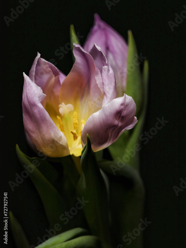 Pink tulips on a black background