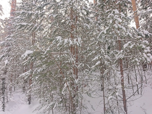 snow covered trees