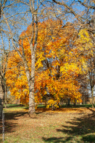feuillages d'automne à l'arboretum de Chèvreloup dans les Yvelines en France