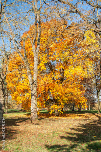 feuillages d'automne à l'arboretum de Chèvreloup dans les Yvelines en France © Francois