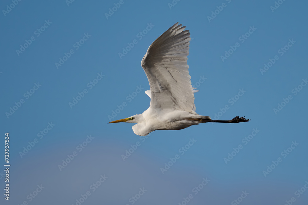 Obraz premium Great egret (Ardea alba)