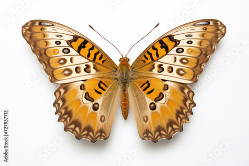 Spotted Beauty: Close-up of Colorful Butterfly with Insect's Wingspan on White Background.