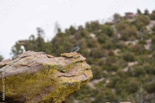 Mexican Jay bird - Chiricahua National Monument - 