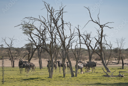 Blue wildebeests, common wildebeests, white-bearded gnus or brindled gnus - Connochaetes taurinus between dry trees. Photo from Kgalagadi Transfrontier Park in South Africa.