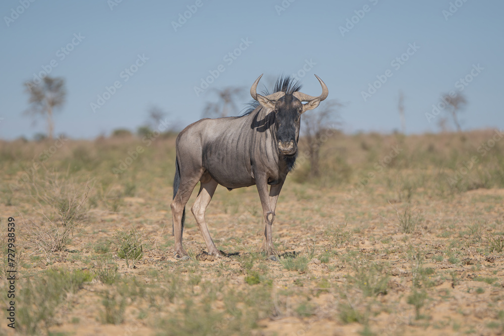 Blue wildebeest, common wildebeest, white-bearded gnu or brindled gnu - Connochaetes taurinus on sand with blue sky in background. Photo from Kgalagadi Transfrontier Park in South Africa.