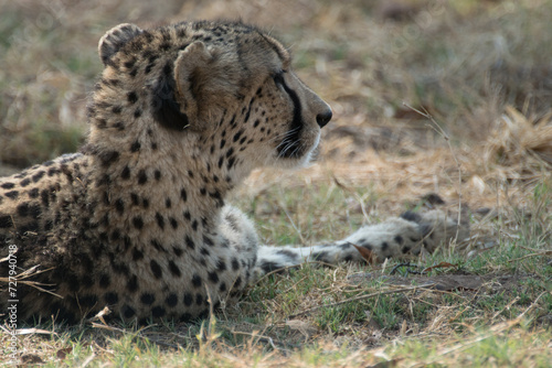 Cheetah lying down